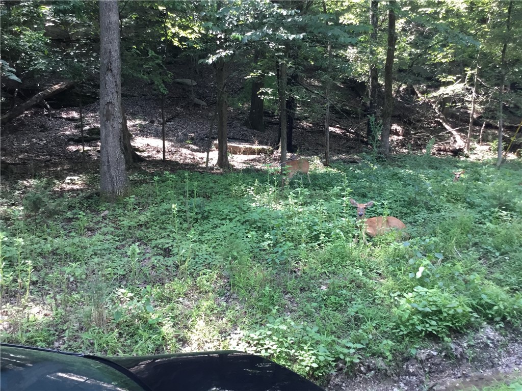 How about a lovely wooded lot in Lost Bridge Village south of Garfield?  Ten minutes to Lost Bridge marina or Lost Bridge State park south for boat launching, swimming and fun in Beaver lake!  Two minutes to the LBV Clubhouse and swimming pool!  Build your retirement house or VRBO here!  Public Water, Electricity and Sewer at the road.