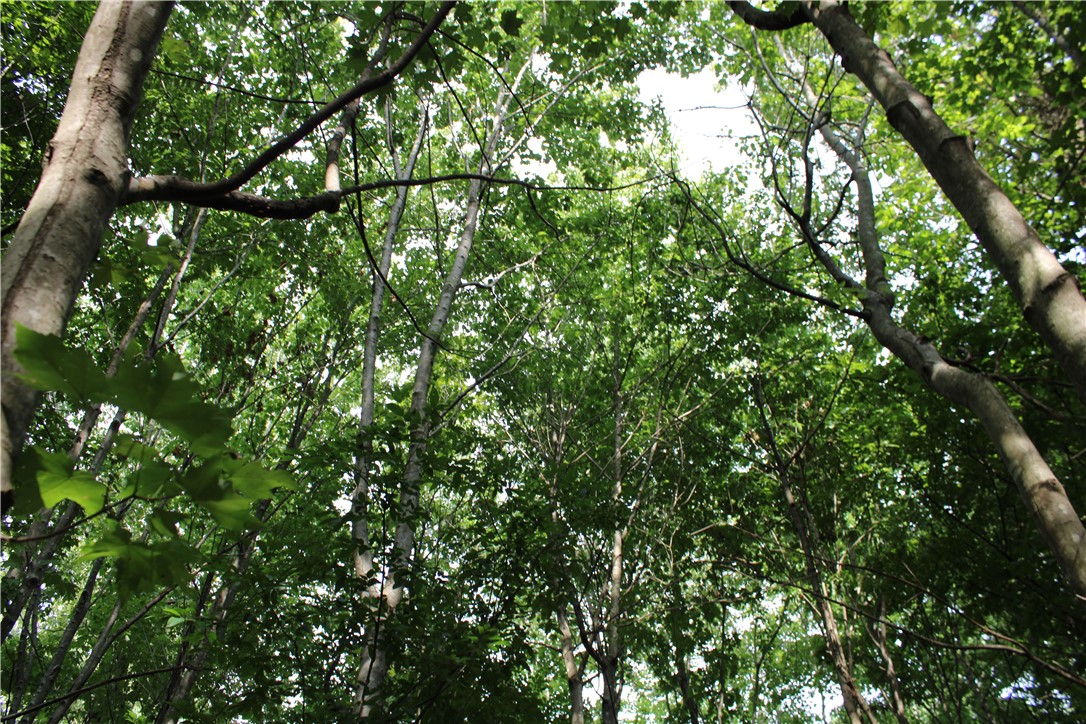 Two exceptional lots in Bella Vista in the middle of it all. Close to all the mtb trails and to Lake Windsor and Lake Avalon. Plenty of maple trees and some dogwoods too. Bentonville School District. Agent owned.