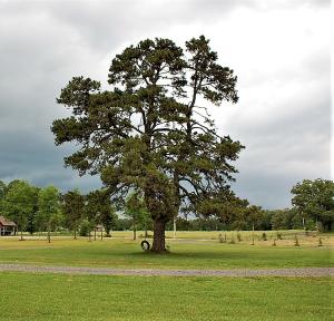 Treaty Creek Estates - Residential
