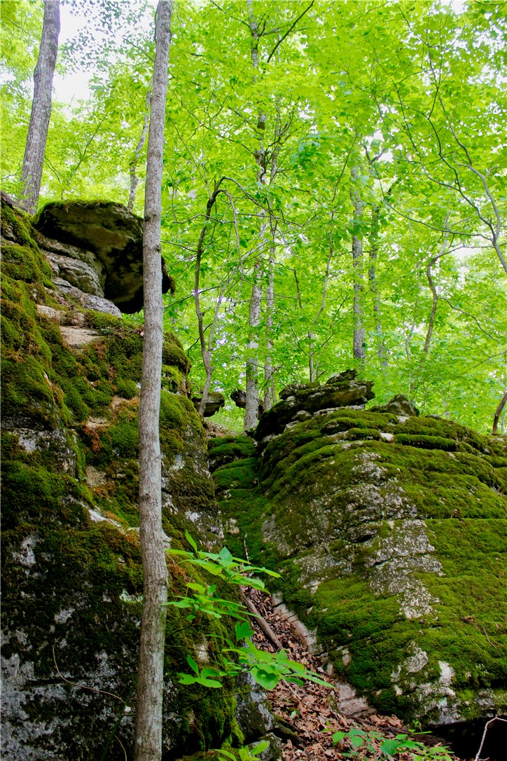 Leatherwood View Estate - Land