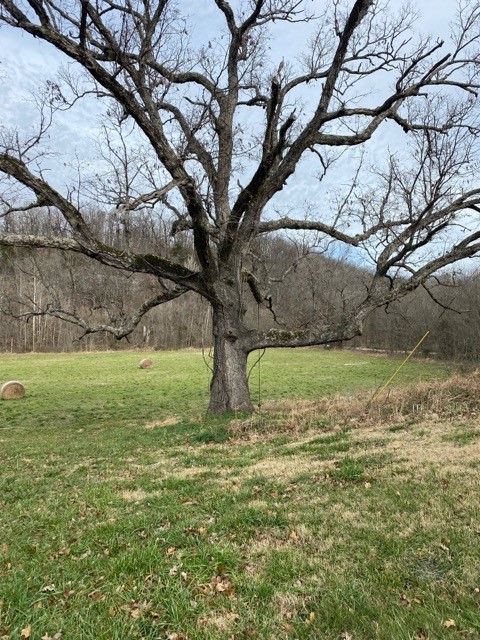 Little Flock - Land
