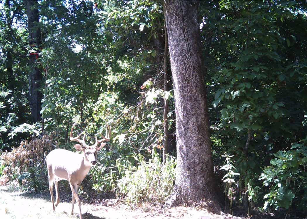 Gorgeous property offering 56.83 beautiful acres! Old house needs to be torn down, however the existing slab and location cannot be beat. Beautiful wooded site is ideal for a custom build or a serene getaway. Offering excellent hunting and an abundance of diverse wildlife (deer, turkey, bear, bobcats, coyote, foxes), appealing to nature enthusiasts and hunters. Large 30' x 40' shop with 20-foot sidewalls and electricity is a huge value-add for projects, storage, or a business. It offers the best of both worlds—seclusion while being only 10 minutes to Gravette and approximately 30 minutes to Bentonville. Tons of potential with wonderful opportunity!