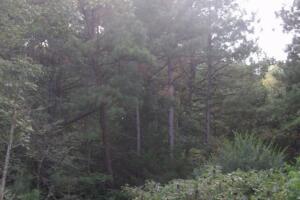 Great hunting or investment with this 40 acres just over $1500 an acre.Pine trees were planted about 50% of property in 2001.