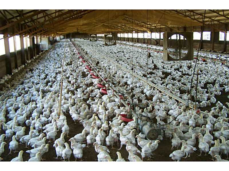 10-15-32 - Farm