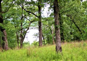 Persimmon Point - Land