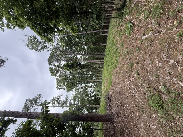 Discover the perfect blend of privacy, natural beauty, and convenience with this 3.87-acre parcel tucked away just off Highway 12 East near Beaver Lake. Ideal for a custom barndominium, cabin, or dream home, this property offers a serene setting with a seasonal lake view and abundant wildlife. Surrounded by the beauty of Northwest Arkansas, you'll enjoy a peaceful retreat while remaining close to modern conveniences. Outdoor enthusiasts will love the easy access to hiking and biking trails, Hobbs State Park-Conservation Area, and Beaver Lake's recreational opportunities. Prairie Creek Marina and Rocky Branch Marina are just minutes away, making boating, fishing, kayaking, and lake adventures easily accessible. 
Located only 15 minutes from Downtown Rogers, this property offers the best of both worlds—seclusion and convenience. Enjoy nearby shopping, dining, entertainment, and amenities while returning to your own private escape.