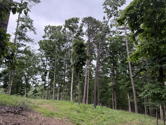 Pinecrest Sub Rurban - Land