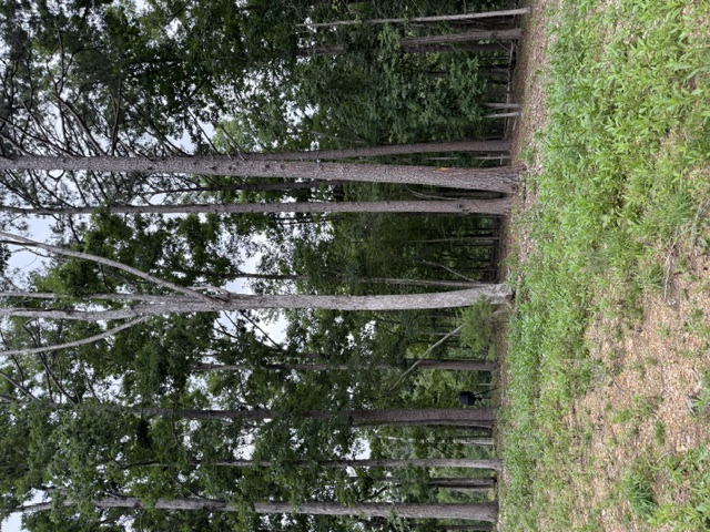 Pinecrest Sub Rurban - Land