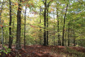 Located just outside of Parthenon, AR - 17.5 acres mol - Wooded. Great building sites with mountain views!  Electric & Rural Water.