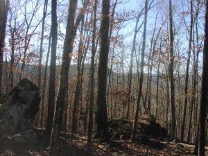 Great 56 plus surveyed acres with a terrific year-round spring that was developed and used in the past. Large boulders, great views, large trees and easy access off of a county road. New road into property. Utilities available. Many nice home sites. This is a one of a kind property in beautiful Newton County. This one will not last long. More land available (MLS 134371). Great hunting property.