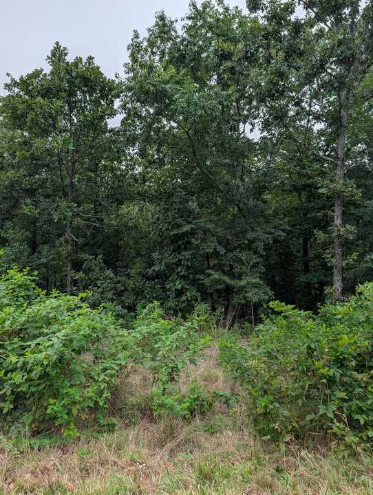 Buildable lot situated in a quiet neighborhood with fairly flat options for a homesite. Paved roads and proximity to Branchwood nature trail and rec center, Highlands Golf & Pub, the excellent Lakepoint Restaurant and Scotsdale Golf Course all within 1 - 3 miles. Please drive the lot and reference official county records as street/house addresses are not always consistent and it is important to understand the precise lot location. Individual lot priced at $45,000 or a package of 9 total buildable Bella Vista lots are available - bundle sale is preferable.

Lot requires an onsite septic system; buyer to verify septic feasibility, permitting, and occupancy limit prior to purchase.