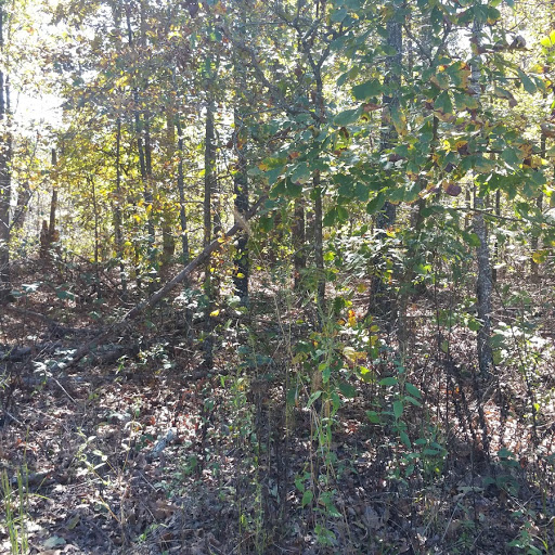 Large lot at end of cul-de-sac. Enjoy all that Bella Vista has to offer. With many golf courses, lakes for fishing, some for water sports, tennis & pickle ball courts, bike trails, walking trails, etc... Bella Vista, a beautiful place to live & play.