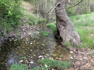 Lots of live water and room. Bring the horses and kids. 220 acres 20 minutes west of Springdale, less than 1 mile off of pavement. Approximately 1/2 open 1/2 wooded in big timber. The topography is forgiving and usable. Great location with long views and an abundance of water. Perimeter and cross fenced. 3 year around springs (one is developed). Great hunting and seclusion at the end of a private drive. 2 bedroom 2 bath 2 story cabin to make your stay comfortable. 40X80 fully enclosed barn that could be easily converted to a horse barn. These properties don't come along every day. Call to set up a showing before it is to late.