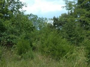 Nice level to rolling piece of land.  Enough cedar on it to pay to fence the property.  Plenty of wildlife, nice hunting grounds. Can be divided. Owner will finance.