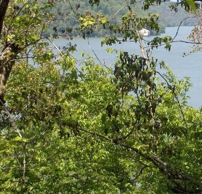 Piney Bay Village - Land