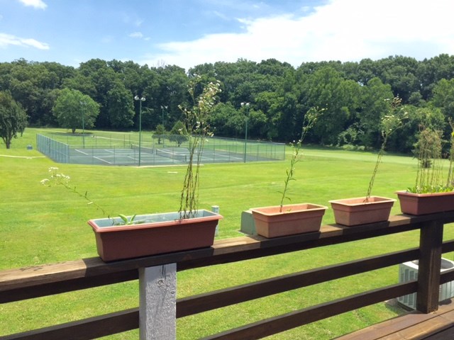 Metfield Courts Bvv - Residential