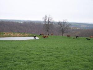 Located near the AR/MO line, This property is just minutes from Harrison & Branson,MO. An Ozark Mountain Beauty waiting for you to build that dream Home. Quick access to Bull Shoals,Table Rock, & Lake Taneycomo! Fantastic views and building sites, No commercial hog or poultry farms, No mobiles or junkyards.