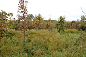 Windy Ridge Estates - Land