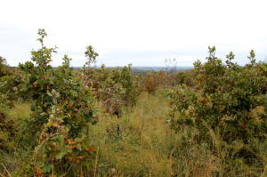 Windy Ridge Estates - Land