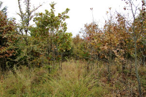 Windy Ridge Estates - Land