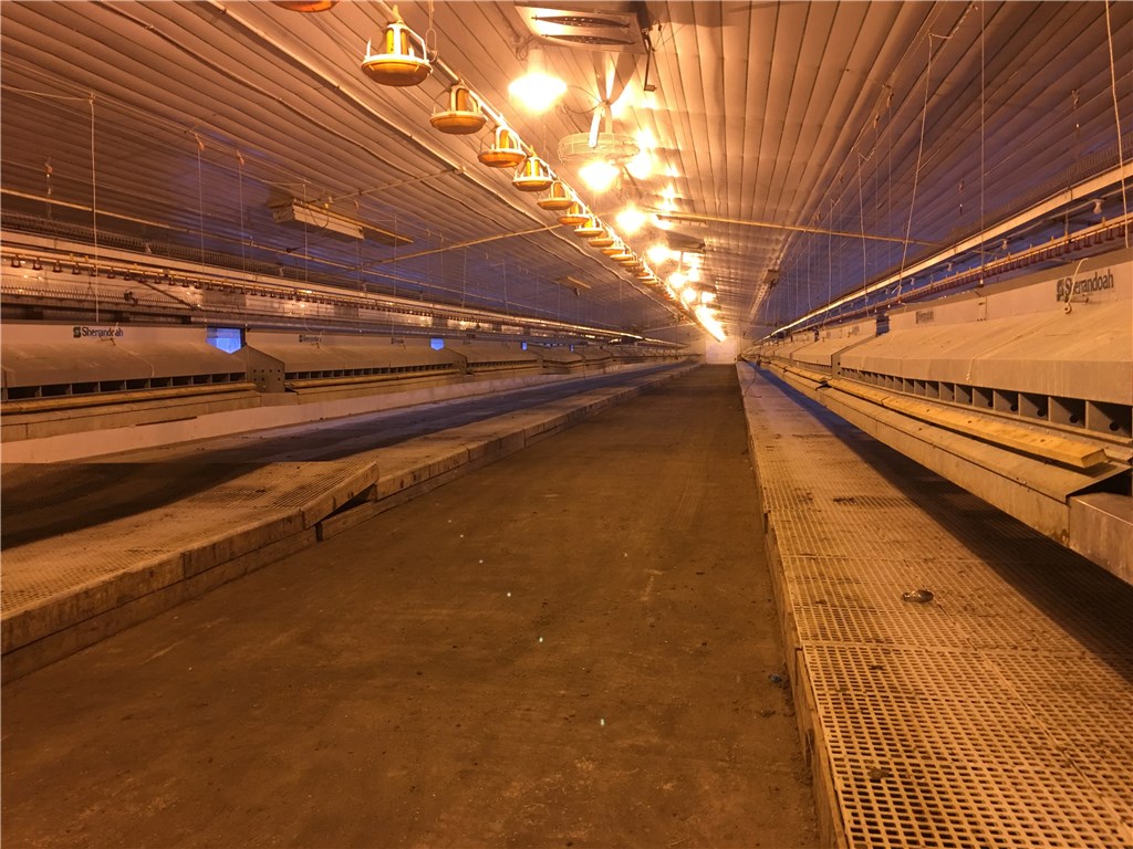 Eggs 4 you - Farm