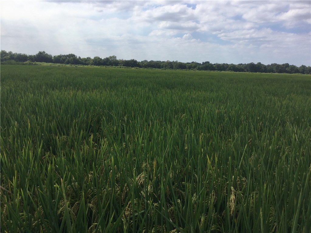 Delta - Farm
