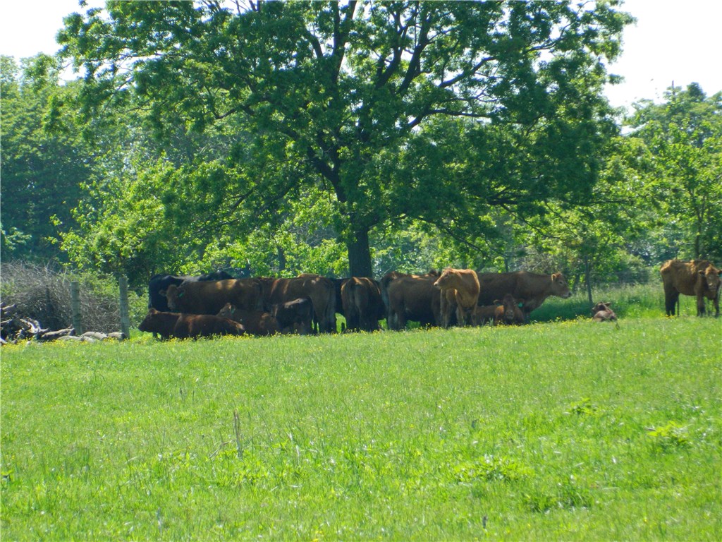 rural - Land