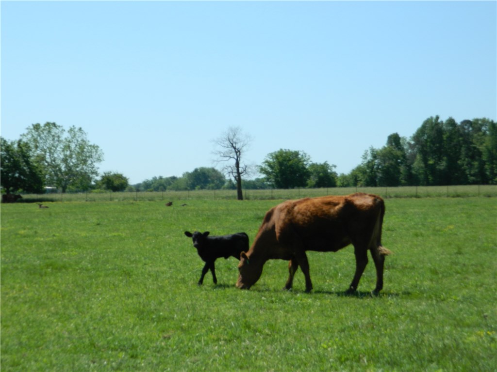 rural - Land