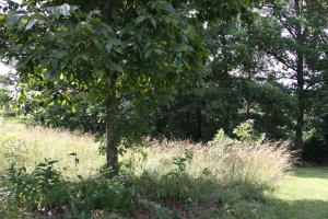 Great wooded building site. Water, Electric & Phone
