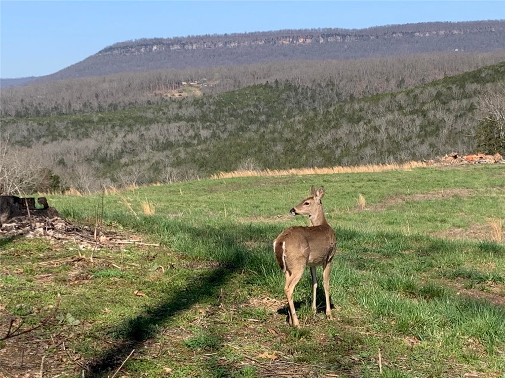 Great partially wooded hillside building site on property bordering county road with a nice view of the mountains. Property is approximately 1 mile northeast of the Erbie campground (as the crow flies) and is only about 200 yards from the boundary of Buffalo National River land. Rural water line and telephone landline cable on property at county road. Electric utility lines nearby. Potential building site recently partially cleared with a forestry mulcher. Near Jasper and the Ozark National Forest in beautiful Newton County, Arkansas.