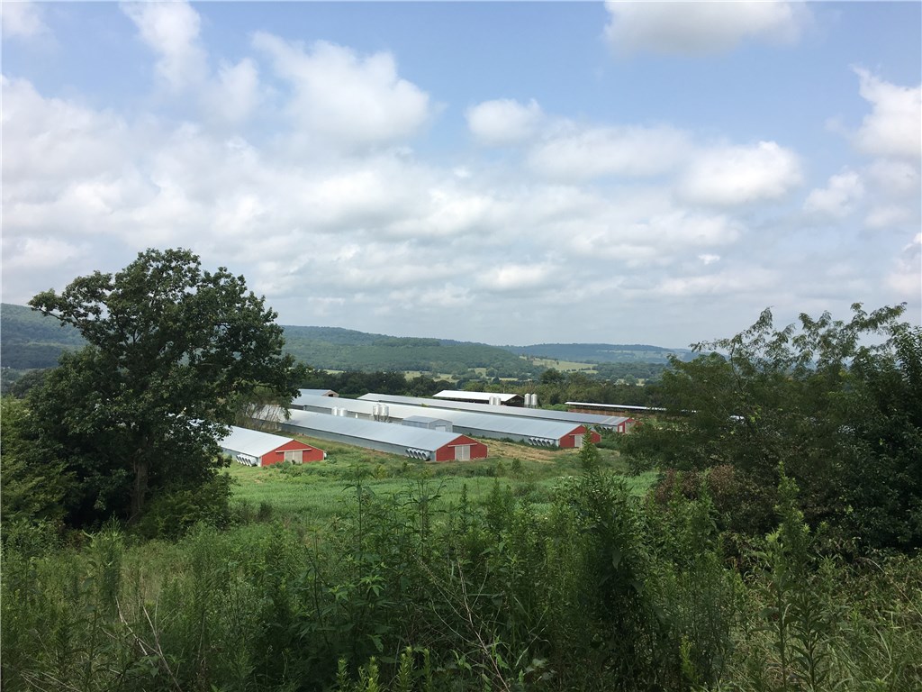 Chicken Mountain - Farm