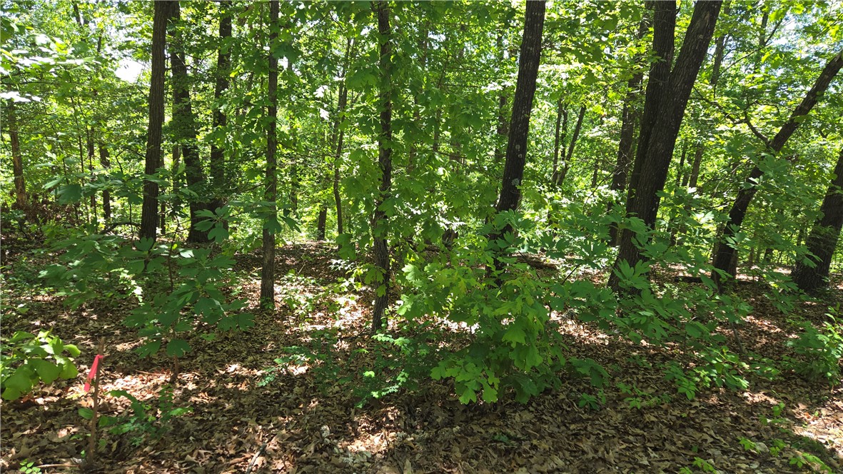 Build your dream home in the heart of Bella Vista on these two adjoining lots totaling approximately .66 acres on Tummell Dr! Enjoy easy access to everything this vibrant community has to offer, including nearby Loch Lomond, scenic walking and biking trails, championship golf courses, tennis courts, parks, restaurants, and more. Whether you’re looking to build a primary residence, vacation retreat, or investment property, this location offers the perfect blend of natural beauty and recreation. Utilities available at the street. Need more space? A third adjacent lot is also available — see MLS #1346781 for additional opportunity with three lots totaling ~.99 acres. Don’t miss your chance to own property in one of Northwest Arkansas’ most sought-after communities!