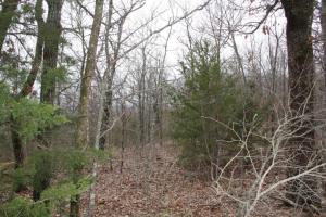 Great View! Hunter's Dream. This wooded parcel is a perfect place to build that hunting cabin or weekend getaway! Call today.
