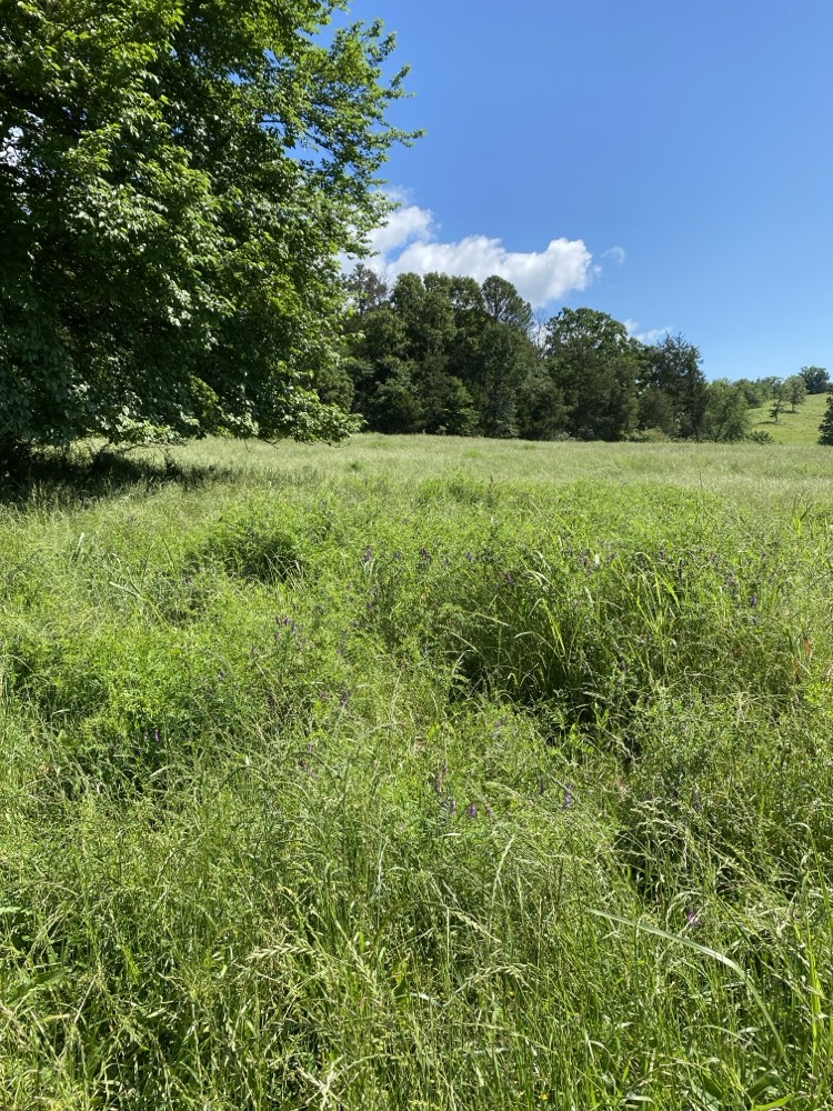 Looking for a couple of acres of land to build on? Look no farther then this property right here. Just off the main road so you don't hear the traffic. The land is cleared and ready to build. With the openness of the lot you can do almost anything on it. Come start your dream today!