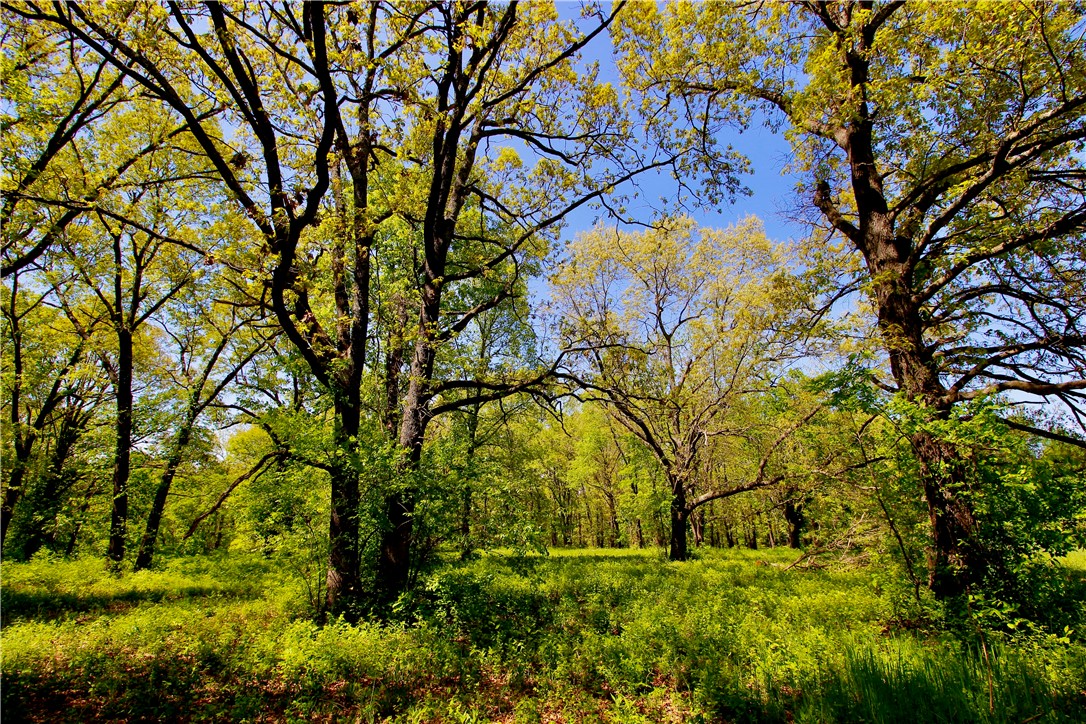 It’s all about location and usability—and this exceptional 10+/- acre tract delivers both. Situated inside the city limits
of Berryville, this is one of the last remaining large vacant parcels available, offering an incredible opportunity for
development or investment. Positioned in a commercial and residential district, the property is just approximately a
quarter mile from Walmart and features convenient access just off Highway 62 Spur, providing excellent visibility and
accessibility.
The land itself is mostly level and highly usable, making it ideal for a residential development, multi-family project, or
a premier private home site. Utilities are readily available, including city sewer, natural gas, city water, and electric—
significantly reducing development costs and streamlining the building process. The property is adorned with mature,
open timber and grassy areas, including beautiful walnut and oak trees that add character and natural appeal
while maintaining flexibility for planning and layout.