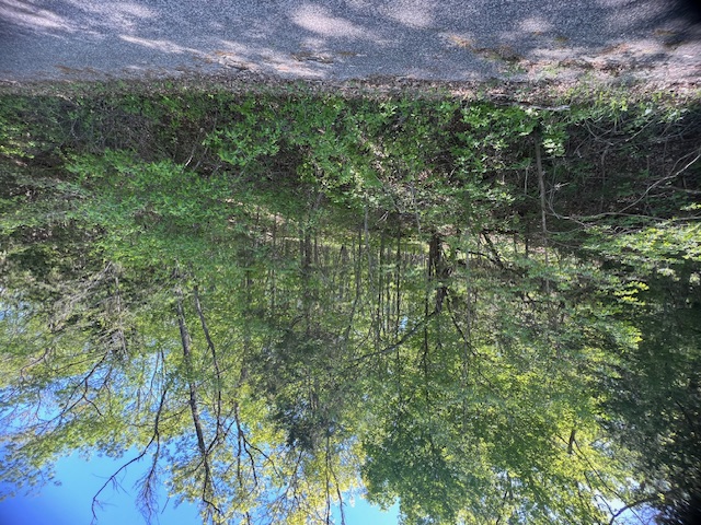 This 0.34 acre lot sits in a secluded area of Thunderbird Drive in Holiday Island.  The lot slopes at an uphill angle from the road affording you a great valley view from a second story window.  Lots of trees if you want seclusion yet minutes from the Golf Course and Country Club.  Close to all amenities offered at Holiday Island.  Including 2 golf courses, recreation center, baseball diamond, tennis courts, pickleball courts, parks pools, marina, fishing docks and more.  Close to shopping, grocery, banks and more.  15 minutes to Eureka Springs and 45 minutes to Rogers or Branson.