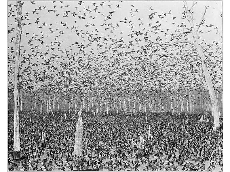 Duck Hunters Paradise! Approx 715 acres in crops and duck hunters dream. Substantial income from farming alone. Huge duck hunting capabilities for a club or organization. Frontage on Flag Lake and Bayou Meto. Water on 2 sides. Boat ramp.