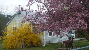 Great starter or retirement home. Located within an easy walk of the Jasper School and Bradley Park. The Little Buffalo River runs alongside Bradley Park which provides fishing, swimming and canoeing. The Park has a walking trail, tennis courts, baseball diamond and small amphitheater for music performances. Nice view from the back porch. Great organic garden with apple, and peach trees.