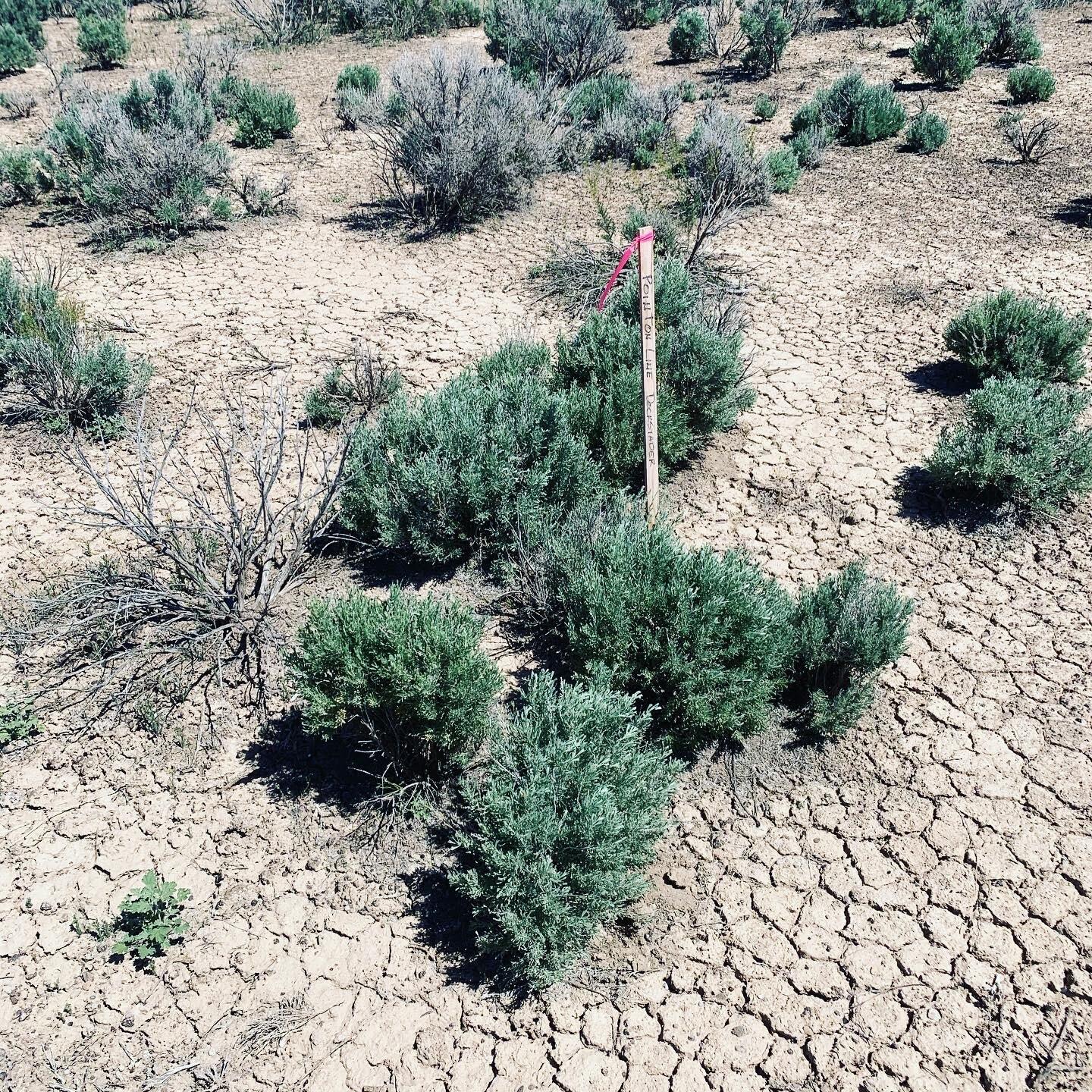 NONE - Land