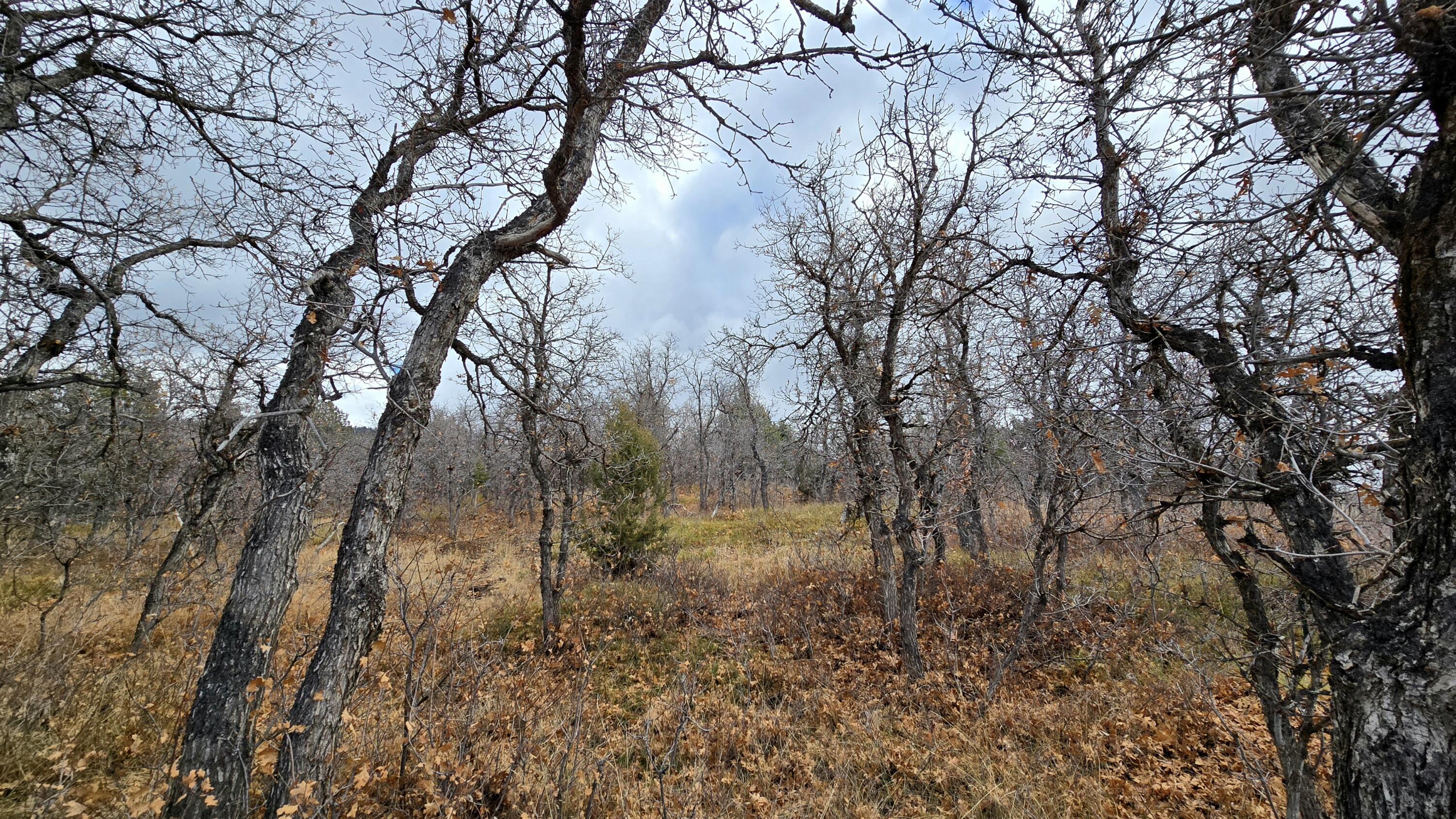 WHISPERING PINES SUB - Land