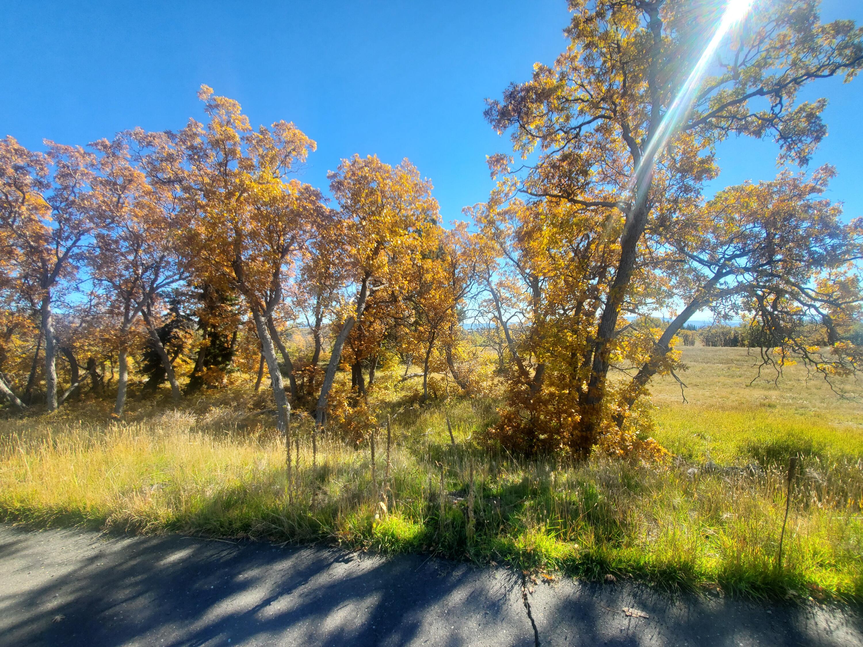 Large Beautiful mountain lot. This lot is wooded with large Pines and complete with amazing views of Zions. This is a premium lot. Listing information deemed reliable, buyer to verify