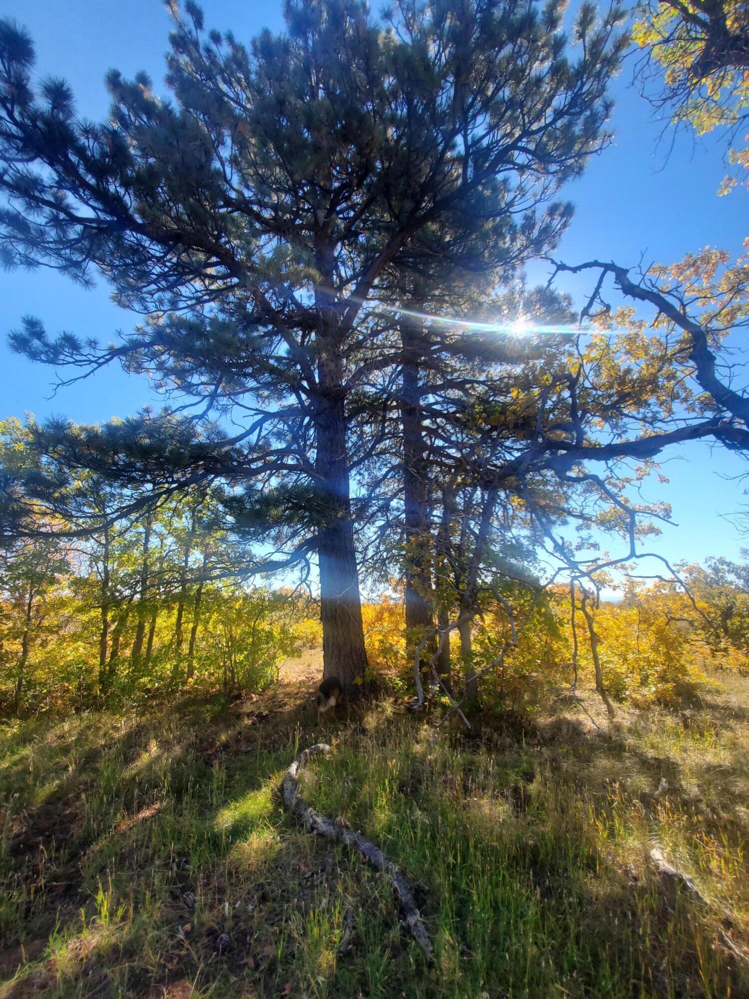 WHISPERING PINES SUB - Land