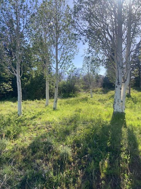 This outstanding 1 acre lot is located in the popular Whispering Pines Subdivision on Kolob Mountain.  Artistic aspens and pines are placed by nature in exactly the right spots.  Come cool off and enjoy all that the Kolob scene has to offer: fishing, hiking and taking in the many wildlife photo-ops, to mentions just a few.  Includes a culinary water connection, paved streets and phone and fiber optic internet available.