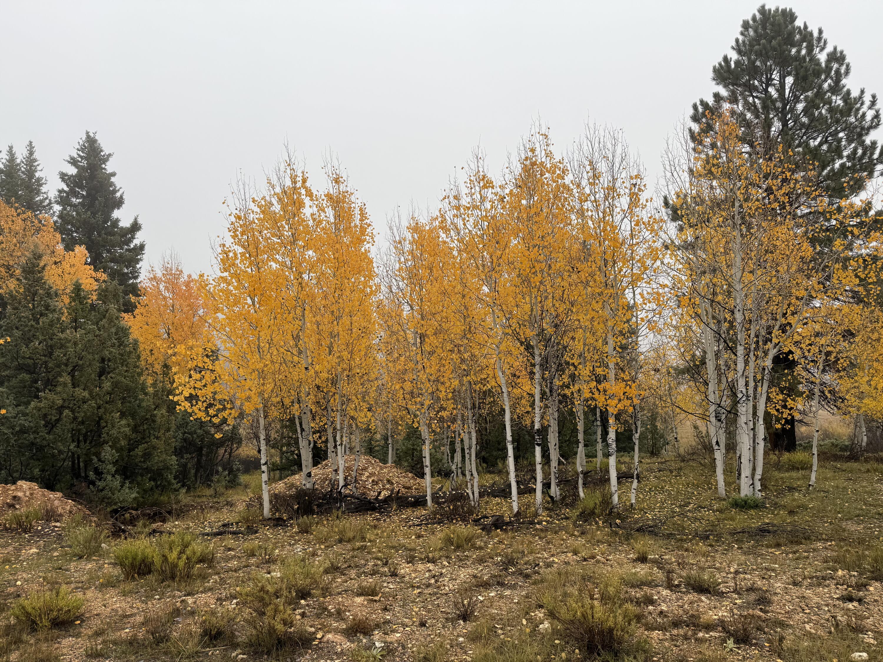 Discover your gateway to mountain bliss with this exceptional Swains Creek lot - a rare, larger parcel that overlooks the peaceful meadow below. Nestled among towering aspens, it offers an unbeatable blend of privacy, serenity, and natural beauty. The water meter is paid and connected, and power is conveniently located in the corner of the lot, and a perc test has already been completed, making it easy to start building your mountain retreat. Whether you crave quiet reflection or outdoor adventure, this setting delivers both- your private haven in the heart of the mountains. Don't miss this chance to build your legacy in a landscape where every sunrise feels like a fresh start.