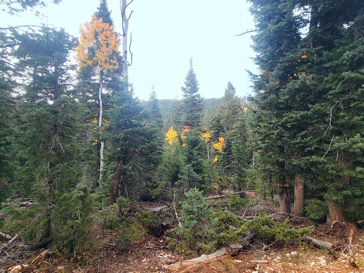 A Place To Start Your Mountain Adventure. The Zion View Mountain Estates subdivision is a great place to get back to the beauty of Mother Nature and this .89 acre lot provides space from your neighbor. Wooded with plenty of tall pine and aspen trees this sloped lot provides views into the Dixie National Forest. The lot has access to the year round water provided by the County Water system. There will be an impact fee to hook into the water. Power is in the subdivision but has not yet been ran down the cul-da-sac. Access by vehicle is mainly during the spring, summer and fall months with access during the winter months by snowmobile. Trailers are welcome during the summer months and the Duck Creek ATV Trail System leads to and from this area giving you access to the back roads of the forest. The subdivision has access to the Virgin River Rim Hiking Trail which gives you access to the Dixie National Forest. What a great place to build your very own campsite or dream cabin experience. Duck Creek Village is one of Utah's best-kept secrets and an all-season vacation destination. The neighboring lot is also available. Call for more information.