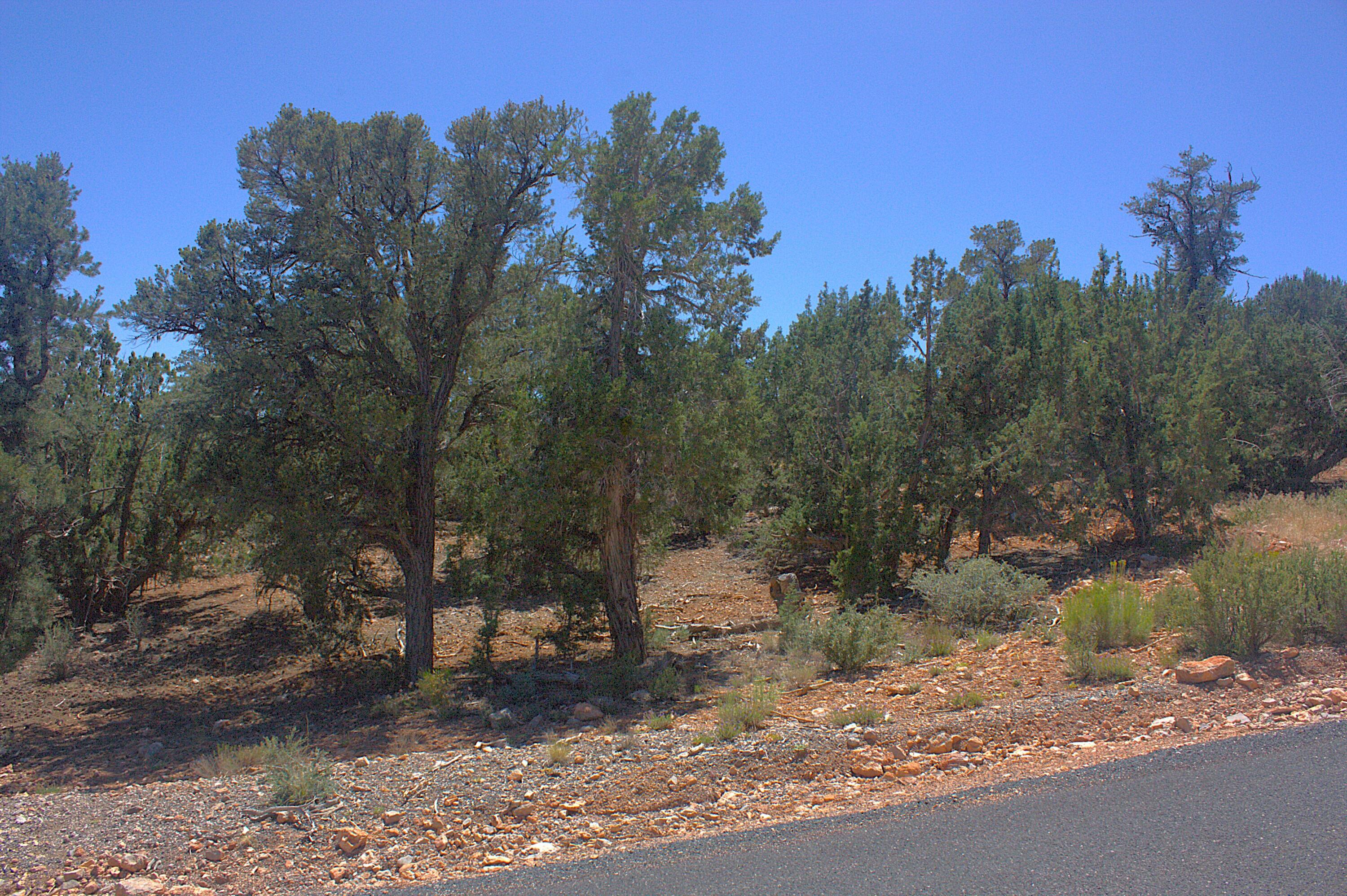 DIXIE DEER ESTATES - Land
