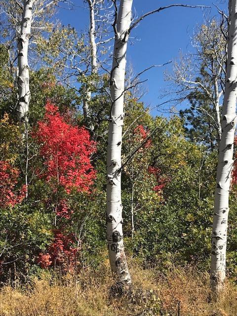 In the popular Whispering Pines Subdivision sits a spectacular premium Lot that outshines them all.  Here today, it is available for you!  Enjoy the cool summer temperatures and all the Kolob mountain fun.  This 1.03 Acre lot has an upper level for your Dream Cabin with an awesome serenity and view!  Includes a culinary water connection, paved road, gated privacy, septic perk report, phone and fiber optic internet available.  You deserve to take a look and walk on this incredible lot.
