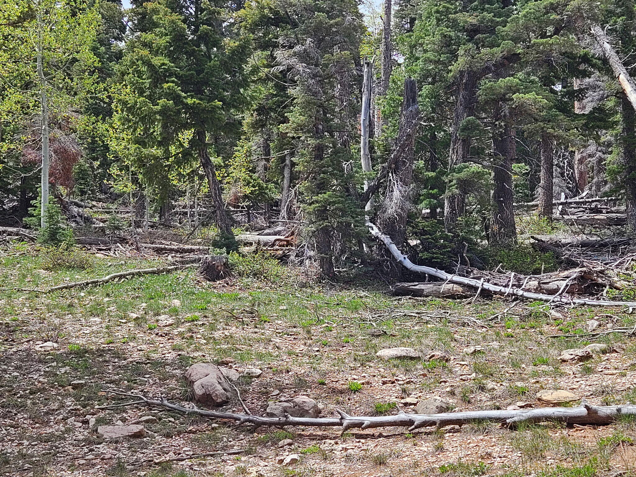 Escape to your own half-acre of untouched land, just 4 miles from Navajo Lake. Enjoy wide-open views, fresh mountain air, and endless outdoor adventure right at your fingertips. Power is off-grid via solar or generator, giving you flexibility and independence in a peaceful, natural setting. No HOA or CC&Rs.