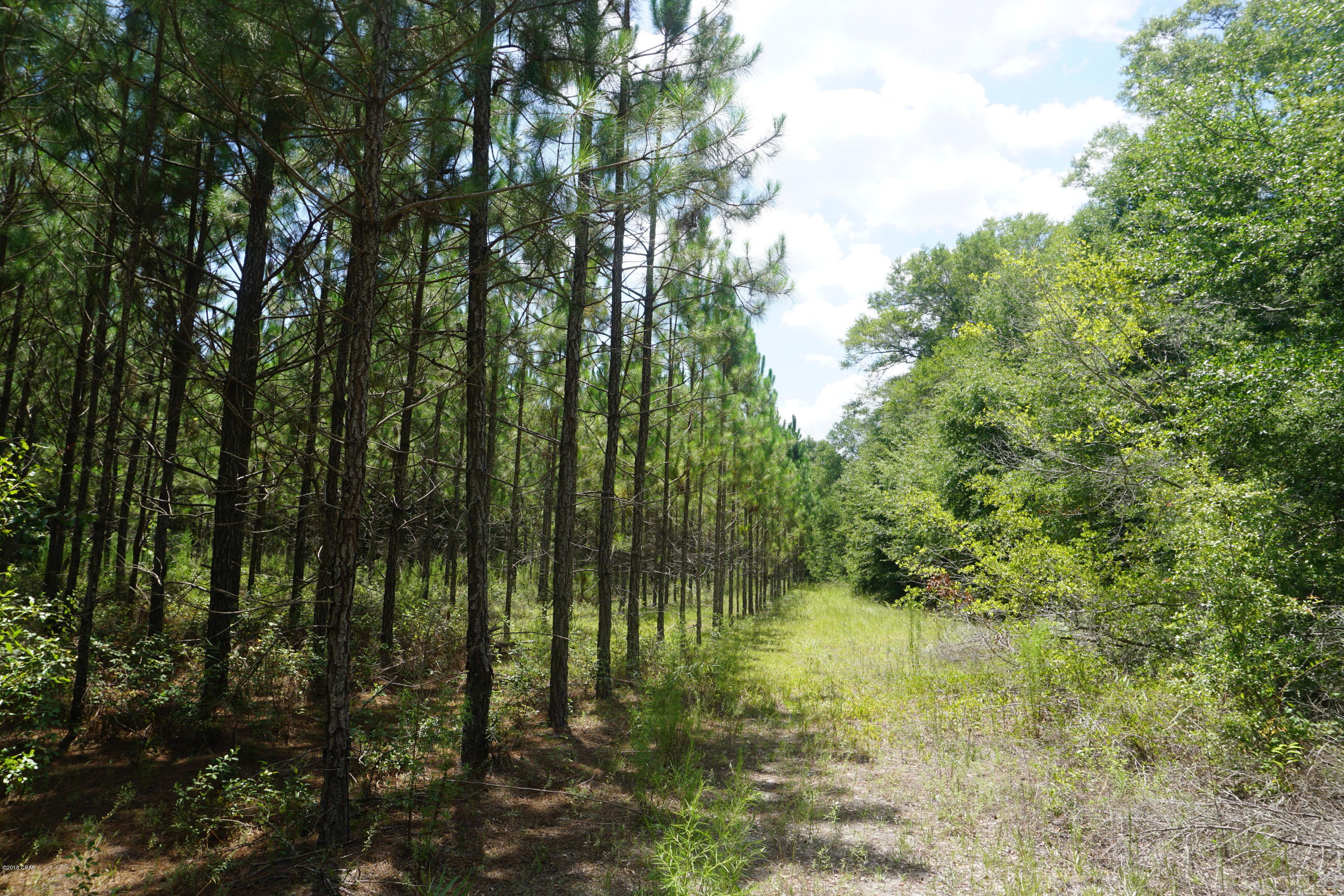 Contract Pending, Backup offers may be submitted.  Wooded 6.63 acre lot near Greenwood & Bascom. No restrictions- build a new home here or put a mobile home and have plenty of land for a hobby farm or pets! Land is high and dry and has some planted pines. Gated access.