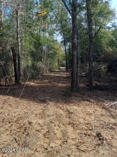 White Pond Plantation - Land
